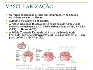 VASCULARIZAÇÃO Os vasos sanguíneos do coração compreendem as artérias coronárias e veias cardíacas. Suprem o epicárdio e o miocárdio. A Artéria Coronária Direita orogina-se do seio da Aorta Direito, suprindo normalmente o AD, a face diafragmática do VD, o Nó SA (60%) e o Nó AV (80%). A Artéria Coronária Esquerda origina-se do Seio da Aorta Esquerdo, suprindo normalmente o AE, a maior parte do VE, uma parte do VD e o Nó SA (40%). 