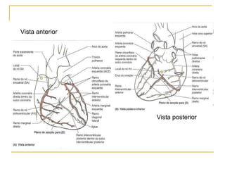 Vista anterior Vista posterior 