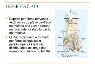 INERVAÇÃO Suprido por fibras nervosas autônomas do plexo cardíaco, na maioria das vezes situada na face anterior da bifurcação da traquéia. O Plexo Cardíaco é formado por fibras simpáticas e parassimpáticas que são distribuíadas ao longo dos vasos coronários e do Nó SA. 