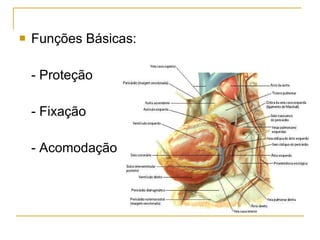 Funções Básicas: - Proteção - Fixação - Acomodação 