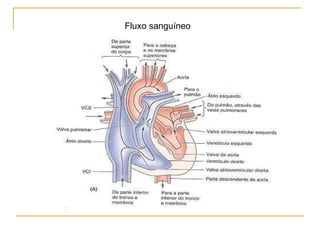 Fluxo sanguíneo 