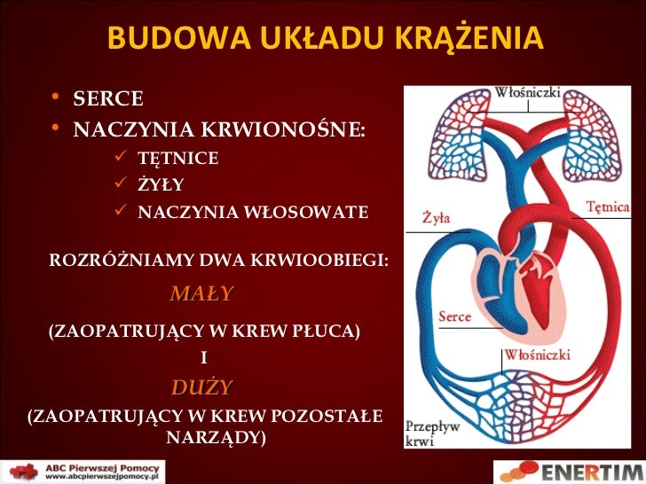 Anatomia