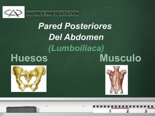 Pared Posteriores  Del Abdomen (Lumboiliaca) Huesos  Musculo ANDRES PRESENTATION 