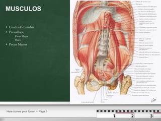 MUSCULOS Cuadrado Lumbar Psoasiliaco Psoas Mayor Iliaco Psoas Menor Here comes your footer     Page  