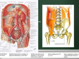M.Cuadrado Lumbar (cuadrado de los lomos) Here comes your footer     Page  3 tipos de fibras F. Verticales (iliocostales) F. Oblicuas Ascendentes(iliotransverso) F. Oblicuas Descendentes(costotransversas) 