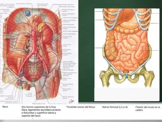 M. PSOASILIACO Here comes your footer     Page  