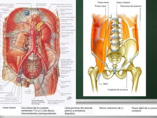 M. Psoas Menor Here comes your footer     Page  