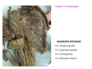 MANGUITO ROTADOR m. Subescapular m. Supraescapular m. Infraespinal m. Rotador menor 1 (rosa)    m. subescapular 
