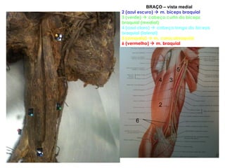BRAÇO – vista medial 2 (azul escuro)    m. bíceps braquial 3 (verde)    cabeça curta do bíceps braquial (medial) 4 (azul claro)    cabeça longa do bíceps braquial (lateral) 5 (amarelo)    m. coracobraquial 6 (vermelho)    m. braquial 1 6 2 3 4 5 