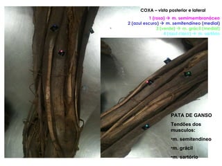 COXA – vista posterior e lateral 1 (rosa)    m. semimembranáceo 2 (azul escuro)    m. semitendíneo (medial) 3 (verde)    m. grácil (medial) 4 (azul claro)    m. sartório PATA DE GANSO Tendões dos musculos: m. semitendíneo m. grácil m. sartório 