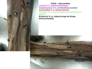 COXA – vista posterior 1 (rosa)    m. semimembranáceo 2 (azul escuro)    m. semitendíneo (medial) 6 (vermelho)    m. bíceps femoral 7 (verde)    m. cabeça curta do bíceps femoral (lateral) 8 (branco)    m. cabeça longa do bíceps femoral (medial) m. grácil 