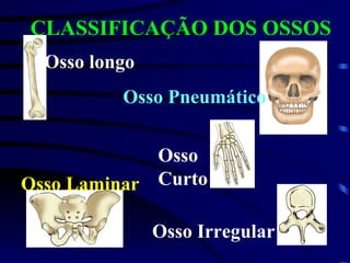 Osso longo Osso Pneumático Osso Curto Osso Laminar Osso Irregular CLASSIFICAÇÃO DOS OSSOS 