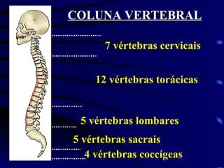 COLUNA VERTEBRAL 7 vértebras cervicais 12 vértebras torácicas 5 vértebras lombares 4 vértebras coccígeas 5 vértebras sacrais 