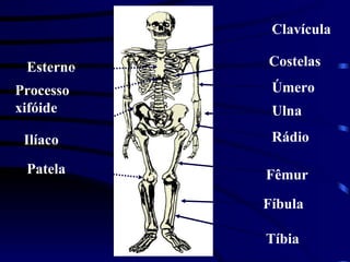 Clavícula Costelas Úmero Ulna Rádio Fêmur Fíbula Tíbia Esterno Processo xifóide Ilíaco Patela 