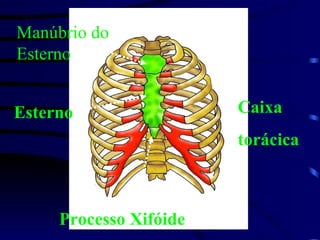 Manúbrio do Esterno Esterno Processo Xifóide Caixa torácica 