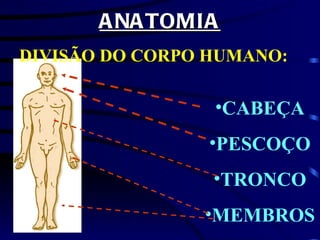 ANATOMIA DIVISÃO DO CORPO HUMANO: CABEÇA PESCOÇO TRONCO MEMBROS 
