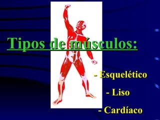 Tipos de músculos: - Esquelético - Liso  - Cardíaco 
