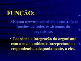 FUNÇÃO:   Sistema nervoso coordena e controla as funções de todos os sistemas do organismo. Coordena a integração do organismo com o meio ambiente interpretando e respondendo, adequadamente, a eles. 