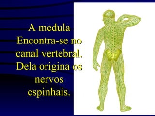 A medula   Encontra-se no canal vertebral. Dela origina os nervos espinhais. 