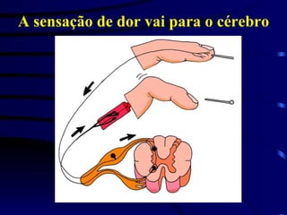 A sensação de dor vai para o cérebro 