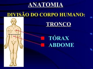 ANATOMIA DIVISÃO DO CORPO HUMANO: TRONCO TÓRAX ABDOME 