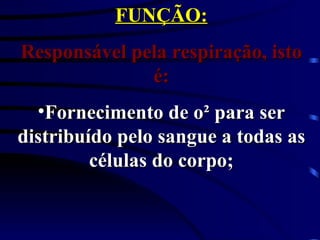 FUNÇÃO: Responsável pela respiração, isto é: Fornecimento de o² para ser distribuído pelo sangue a todas as células do corpo; 
