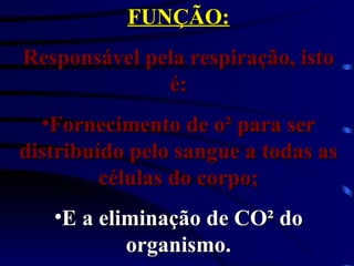 FUNÇÃO: Responsável pela respiração, isto é: Fornecimento de o² para ser distribuído pelo sangue a todas as células do corpo; E a eliminação de CO² do organismo. 