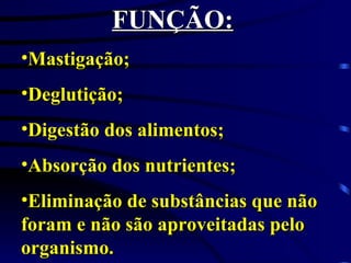 FUNÇÃO: Mastigação; Deglutição; Digestão dos alimentos; Absorção dos nutrientes; Eliminação de substâncias que não foram e não são aproveitadas pelo organismo. 