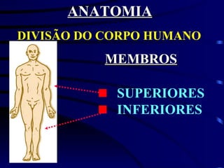 ANATOMIA DIVISÃO DO CORPO HUMANO : MEMBROS SUPERIORES INFERIORES 