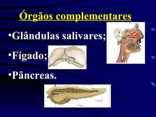 Órgãos complementares Glândulas salivares; Fígado; Pâncreas. 