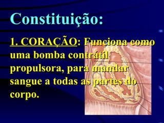 Constituição: 1. CORAÇÃO : Funciona como uma bomba contrátil propulsora, para mandar sangue a todas as partes do corpo. 