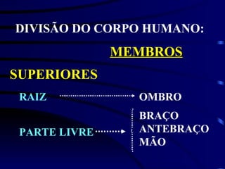 DIVISÃO DO CORPO HUMANO: MEMBROS SUPERIORES RAIZ OMBRO BRAÇO ANTEBRAÇO MÃO PARTE LIVRE 