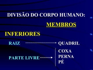 DIVISÃO DO CORPO HUMANO: MEMBROS INFERIORES RAIZ QUADRIL COXA PERNA PÉ PARTE LIVRE 