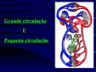 Grande circulação E Pequena circulação 