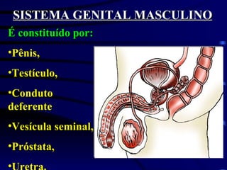 SISTEMA GENITAL MASCULINO É constituído por: Pênis, Testículo, Conduto deferente Vesícula seminal, Próstata, Uretra. 