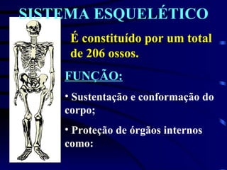 SISTEMA ESQUELÉTICO É constituído por um total de 206 ossos. FUNÇÃO: Sustentação e conformação do corpo; Proteção de órgãos internos como: 