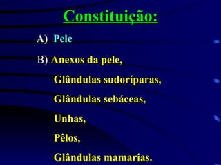 Constituição: A)   Pele B)   Anexos da pele, Glândulas sudoríparas, Glândulas sebáceas, Unhas, Pêlos, Glândulas mamarias. 