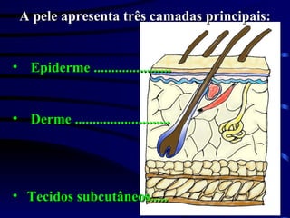 A pele apresenta três camadas principais: Epiderme ...................... Derme ........................... Tecidos subcutâneos..... 