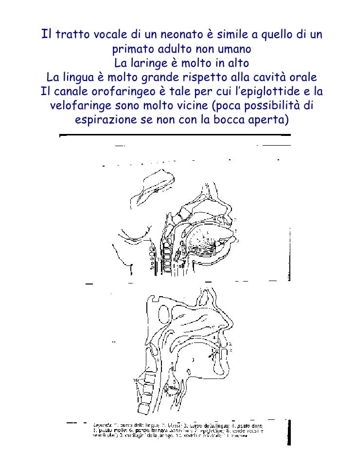 Anatomia