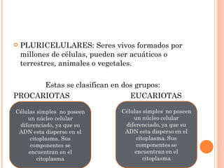    PLURICELULARES: Seres vivos formados por
    millones de células, pueden ser acuáticos o
    terrestres, animales o vegetales.

      Estas se clasifican en dos grupos:
PROCARIOTAS                    EUCARIOTAS

Células simples no poseen
    un núcleo celular
 diferenciado, ya que su
 ADN esta disperso en el
     citoplasma. Sus
     componentes se
    encuentran en el
        citoplasma
 