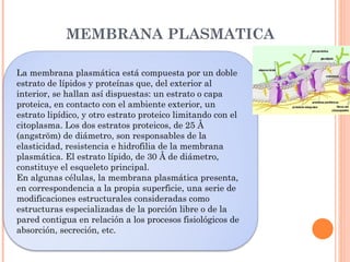MEMBRANA PLASMATICA

La membrana plasmática está compuesta y un doble
    H están contenidos distintas enzimas por
    numerosos orgánulos necesarios para la
estrato de lípidos y proteínas que, del exterior al
interior, se hallan así dispuestas: para la vida capa
  síntesis de las proteínas, útiles un estrato o
proteica, en célula y para el ambiente exterior, un
       de la contacto con la economía del
   organismo. Estos orgánulos intracelulares
estrato lipídico, y otro estrato proteico limitando con el
  son: ribosomas, aparato o complejo de Golgi,
citoplasma. Los dos estratos proteicos, de 25 Å
(angström) de diámetro, sonergastoplasmade la
   mitocondrias, lisosomas, responsables y
                  microcuerpos.
elasticidad, resistencia e hidrofilia de la membrana
plasmática. El estrato lípido, de 30 Å de diámetro,
constituye el esqueleto principal.
En algunas células, la membrana plasmática presenta,
en correspondencia a la propia superficie, una serie de
modificaciones estructurales consideradas como
estructuras especializadas de la porción libre o de la
pared contigua en relación a los procesos fisiológicos de
absorción, secreción, etc.
 