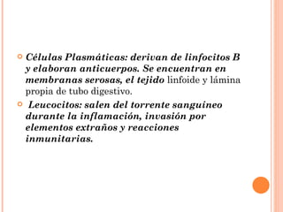 Células Plasmáticas: derivan de linfocitos B
 y elaboran anticuerpos. Se encuentran en
 membranas serosas, el tejido linfoide y lámina
 propia de tubo digestivo.
 Leucocitos: salen del torrente sanguíneo
 durante la inflamación, invasión por
 elementos extraños y reacciones
 inmunitarias.
 