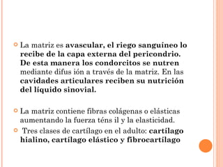    La matriz es avascular, el riego sanguíneo lo
    recibe de la capa externa del pericondrio.
    De esta manera los condorcitos se nutren
    mediante difus ión a través de la matriz. En las
    cavidades articulares reciben su nutrición
    del líquido sinovial.

La matriz contiene fibras colágenas o elásticas
 aumentando la fuerza téns il y la elasticidad.
 Tres clases de cartílago en el adulto: cartílago
 hialino, cartílago elástico y fibrocartílago
 