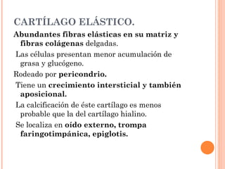 CARTÍLAGO ELÁSTICO.
Abundantes fibras elásticas en su matriz y
 fibras colágenas delgadas.
Las células presentan menor acumulación de
 grasa y glucógeno.
Rodeado por pericondrio.
Tiene un crecimiento intersticial y también
 aposicional.
La calcificación de éste cartílago es menos
 probable que la del cartílago hialino.
Se localiza en oído externo, trompa
 faringotimpánica, epiglotis.
 
