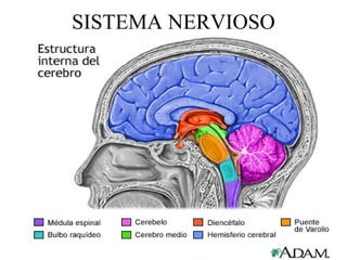 SISTEMA NERVIOSO