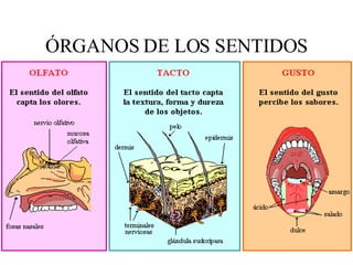 ÓRGANOS DE LOS SENTIDOS