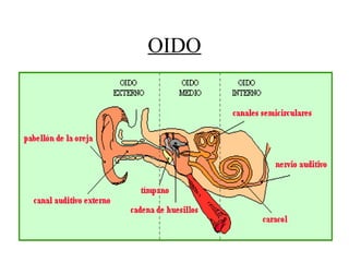 OIDO