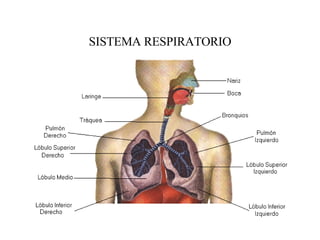 SISTEMA RESPIRATORIO