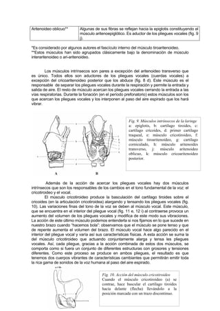 Aritenoideo oblicuo**       Algunas de sus fibras se reflejan hacia la epiglotis constituyendo el
                            músculo aritenoepiglótico. Es aductor de los pliegues vocales (fig. 9
                            j).

*Es considerado por algunos autores el fascículo interno del músculo tiroaritenoideo.
**Estos músculos han sido agrupados clásicamente bajo la denominación de músculo
interaritenoideo o ari-aritenoideo.


        Los músculos intrínsecos son pares a excepción del aritenoideo transverso que
es único. Todos ellos son aductores de los pliegues vocales (cuerdas vocales) a
excepción del cricoaritenoideo posterior que los abduce (fig. 8 d). Este músculo es el
responsable de separar los pliegues vocales durante la respiración y permite la entrada y
salida de aire. El resto de músculo acercan los pliegues vocales cerrando la entrada a las
vías respiratorias. Durante la fonación (en el período prefonatorio) estos músculos son los
que acercan los pliegues vocales y los interponen al paso del aire espirado que los hará
vibrar.



                                                        Fig. 9. Músculos intrínsecos de la laringe
                                                        a: epiglotis, b: cartílago tiroides, c:
                                                        cartílago cricoides, d: primer cartílago
                                                        traqueal, e: músculo cricotiroideo, f:
                                                        músculo tiroaritenoideo, g: cartílago
                                                        corniculado, h: músculo aritenoides
                                                        transverso, j: músculo aritenoideo
                                                        oblicuo, k: músculo cricoaritenoideo
                                                        posterior.




          Además de la acción de acercar los pliegues vocales hay dos músculos
intrínsecos que son los responsables de los cambios en el tono fundamental de la voz: el
cricotiroideo y el vocal.
         El músculo cricotiroideo produce la basculación del cartílago tiroides sobre el
cricoides (en la articulación cricotiroidea) alargando y tensando los pliegues vocales (fig.
10). Las variaciones finas del tono de la voz se deben al músculo vocal. Este músculo,
que se encuentra en el interior del pliegue vocal (fig. 11 e, 12 i) al contraerse provoca un
aumento del volumen de los pliegues vocales y modifica de este modo sus vibraciones.
La acción de este último músculo podemos entenderla si nos fijamos en lo que sucede en
nuestro brazo cuando “hacemos bola”: observamos que el músculo se pone tenso y que
de repente aumenta el volumen del brazo. El músculo vocal hace algo parecido en el
interior del pliegue vocal y varía así sus características físicas. A esta acción se suma la
del músculo cricotiroideo que actuando conjuntamente alarga y tensa les pliegues
vocales. Así, cada pliegue, gracias a la acción combinada de estos dos músculos, se
comporta como si fuera un conjunto de diferentes estructuras con grosores y tensiones
diferentes. Como este proceso se produce en ambos pliegues, el resultado es que
tenemos dos cuerpos vibrantes de características cambiantes que permitirán emitir toda
la rica gama de sonidos de la voz humana al paso del aire espirado.


                                         Fig. 10. Acción del músculo cricotiroideo
                                         Cuando el músculo cricotiroideo (a) se
                                         contrae, hace bascular el cartílago tiroides
                                         hacia delante (flecha) llevándolo a la
                                         posición marcada con un trazo discontinuo.
 