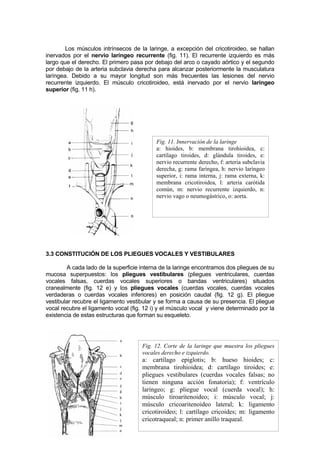 Los músculos intrínsecos de la laringe, a excepción del cricotiroideo, se hallan
inervados por el nervio laríngeo recurrente (fig. 11). El recurrente izquierdo es más
largo que el derecho. El primero pasa por debajo del arco o cayado aórtico y el segundo
por debajo de la arteria subclavia derecha para alcanzar posteriormente la musculatura
laríngea. Debido a su mayor longitud son más frecuentes las lesiones del nervio
recurrente izquierdo. El músculo cricotiroideo, está inervado por el nervio laríngeo
superior (fig. 11 h).




                                           Fig. 11. Innervación de la laringe
                                           a: hioides, b: membrana tirohioidea, c:
                                           cartílago tiroides, d: glándula tiroides, e:
                                           nervio recurrente derecho, f: arteria subclavia
                                           derecha, g: rama faríngea, h: nervio laríngeo
                                           superior, i: rama interna, j: rama externa, k:
                                           membrana cricotiroidea, l: arteria carótida
                                           común, m: nervio recurrente izquierdo, n:
                                           nervio vago o neumogástrico, o: aorta.




3.3 CONSTITUCIÓN DE LOS PLIEGUES VOCALES Y VESTIBULARES

        A cada lado de la superficie interna de la laringe encontramos dos pliegues de su
mucosa superpuestos: los pliegues vestibulares (pliegues ventriculares, cuerdas
vocales falsas, cuerdas vocales superiores o bandas ventriculares) situados
cranealmente (fig. 12 e) y los pliegues vocales (cuerdas vocales, cuerdas vocales
verdaderas o cuerdas vocales inferiores) en posición caudal (fig. 12 g). El pliegue
vestibular recubre el ligamento vestibular y se forma a causa de su presencia. El pliegue
vocal recubre el ligamento vocal (fig. 12 i) y el músculo vocal y viene determinado por la
existencia de estas estructuras que forman su esqueleto.




                                     Fig. 12. Corte de la laringe que muestra los pliegues
                                     vocales derecho e izquierdo.
                                     a: cartílago epiglotis; b: hueso hioides; c:
                                     membrana tirohioidea; d: cartílago tiroides; e:
                                     pliegues vestibulares (cuerdas vocales falsas; no
                                     tienen ninguna acción fonatoria); f: ventrículo
                                     laríngeo; g: pliegue vocal (cuerda vocal); h:
                                     músculo tiroaritenoideo; i: músculo vocal; j:
                                     músculo cricoaritenoideo lateral; k: ligamento
                                     cricotiroideo; l: cartílago cricoides; m: ligamento
                                     cricotraqueal; n: primer anillo traqueal.
 